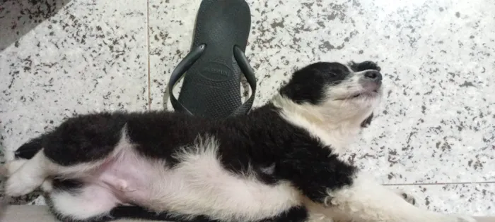 Cachorro ra a SRD-ViraLata idade Abaixo de 2 meses nome A escolher