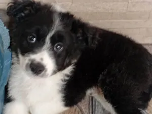 Cachorro raça SRD-ViraLata idade Abaixo de 2 meses nome A escolher