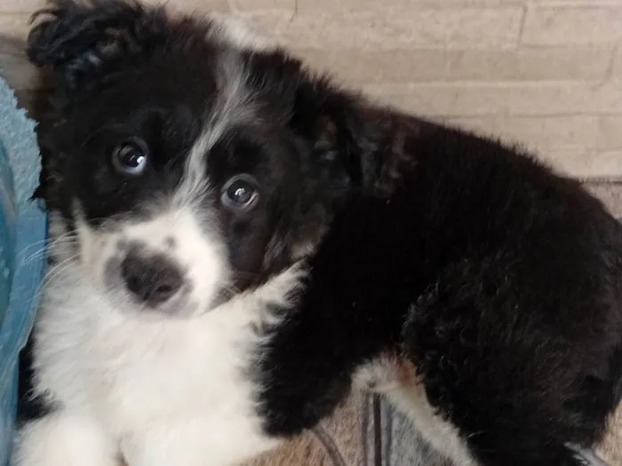Cachorro ra a SRD-ViraLata idade Abaixo de 2 meses nome A escolher
