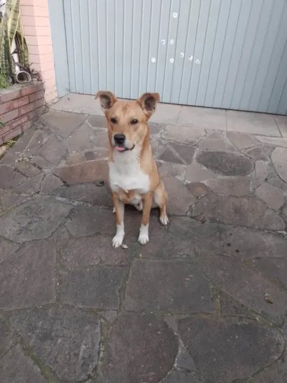 Cachorro raça SRD-ViraLata idade 1 ano nome ???
