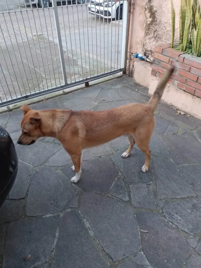 Cachorro ra a SRD-ViraLata idade 1 ano nome ???