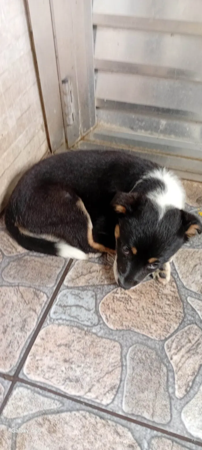 Cachorro ra a SRD-ViraLata idade 2 a 6 meses nome A escolher