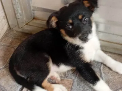 Cachorro raça SRD-ViraLata idade 2 a 6 meses nome A escolher