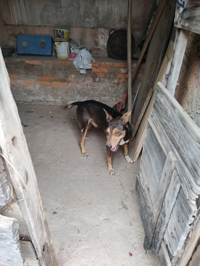 Cachorro ra a SRD-ViraLata idade 6 ou mais anos nome Lelinho