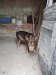 Lelinho