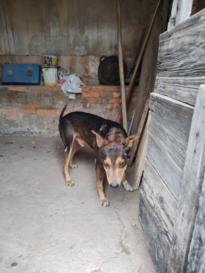 Cachorro ra a SRD-ViraLata idade 6 ou mais anos nome Lelinho