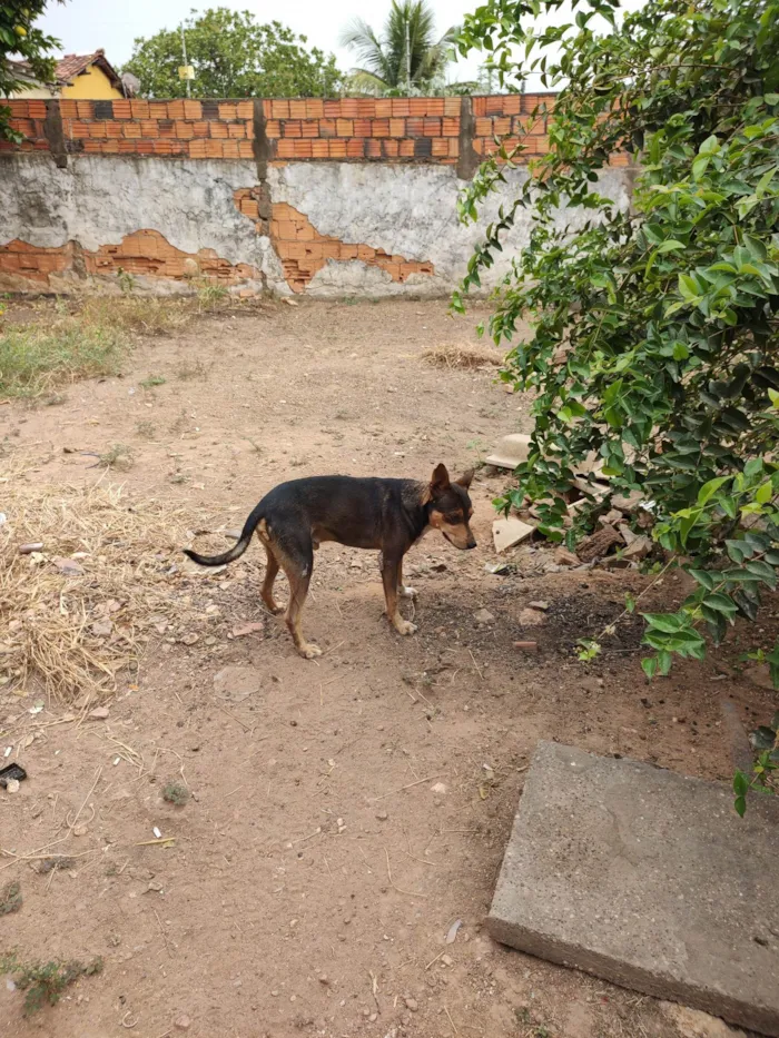 Cachorro ra a SRD-ViraLata idade 6 ou mais anos nome Lelinho