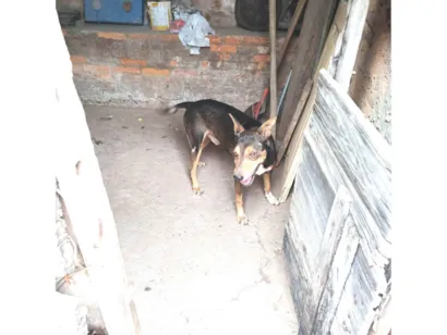 Cachorro raça SRD-ViraLata idade 6 ou mais anos nome Lelinho