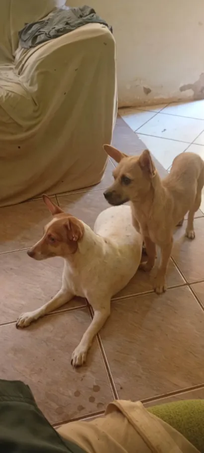 Cachorro raça Pinscher idade 2 anos nome Cristal, pantera,