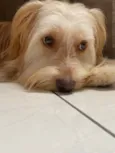 Calamelo