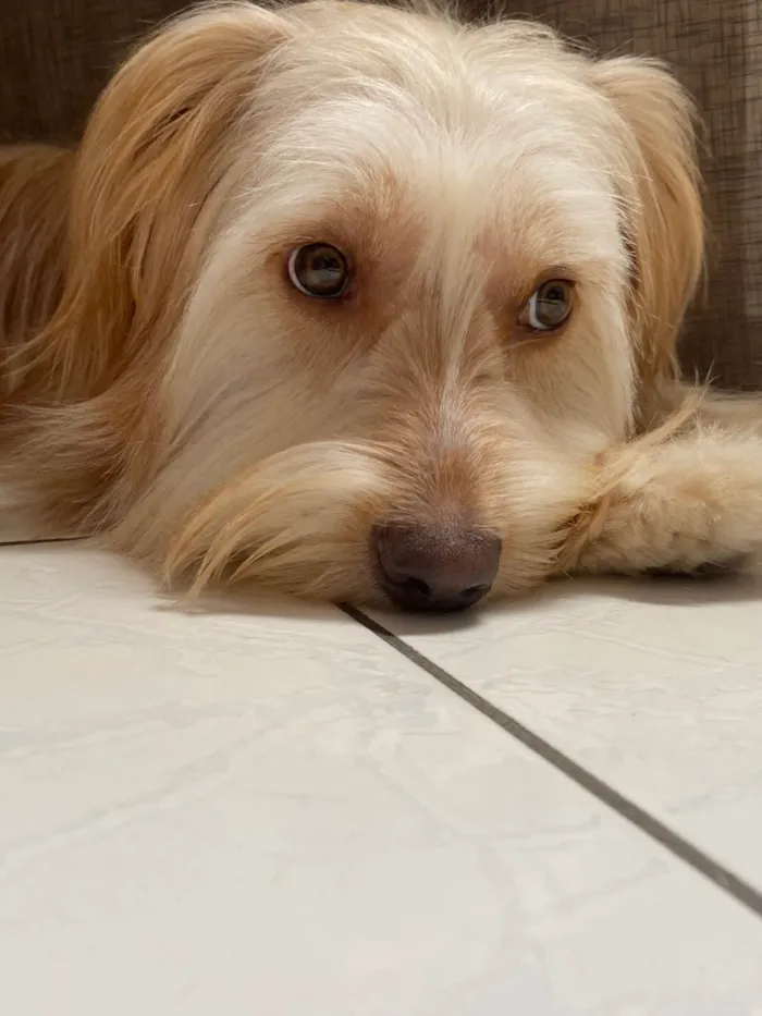 Cachorro ra a SRD-ViraLata idade 2 anos nome Calamelo