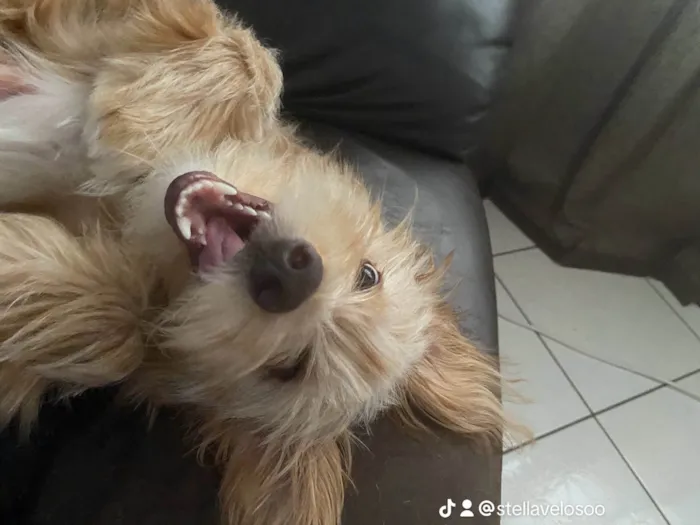 Cachorro ra a SRD-ViraLata idade 2 anos nome Calamelo