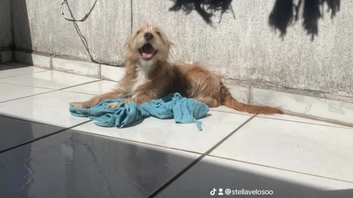 Cachorro ra a SRD-ViraLata idade 2 anos nome Calamelo