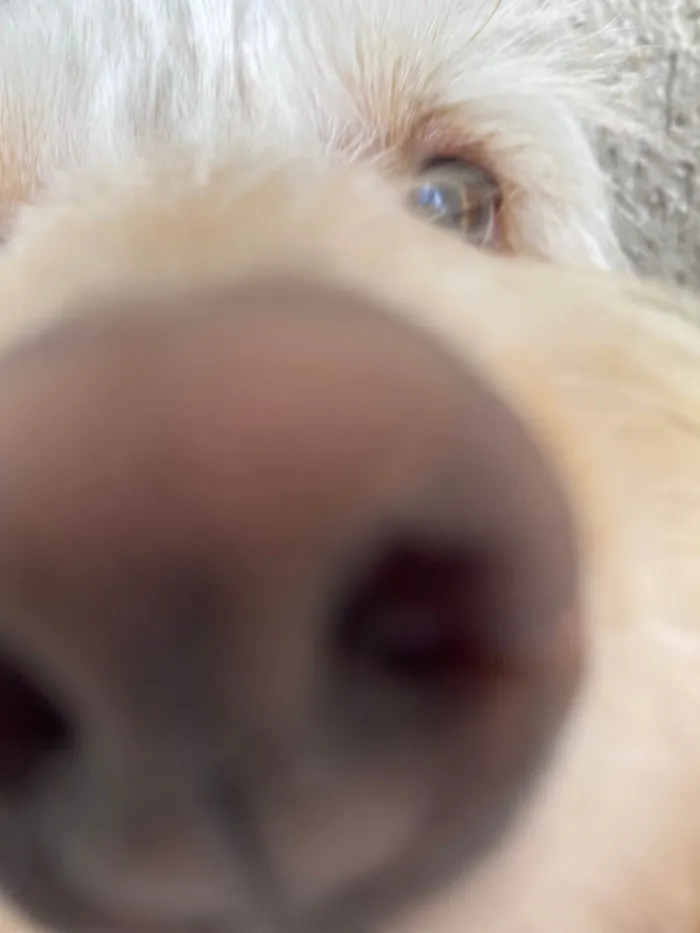 Cachorro raça SRD-ViraLata idade 2 anos nome Calamelo