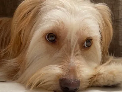 Cachorro raça SRD-ViraLata idade 2 anos nome Calamelo