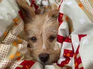Cachorro raça SRD-ViraLata idade 2 anos nome Calamelo