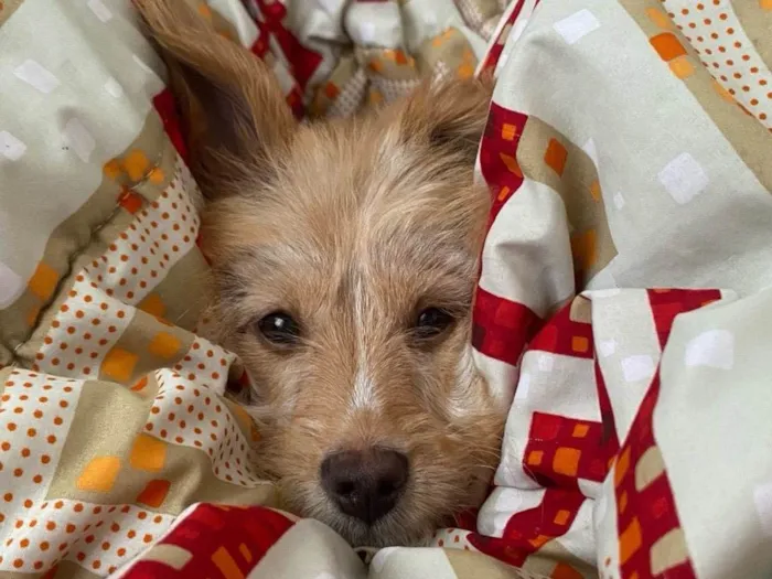 Cachorro ra a SRD-ViraLata idade 2 anos nome Calamelo