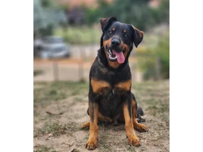 Cachorro raça SRD-ViraLata idade 2 anos nome John