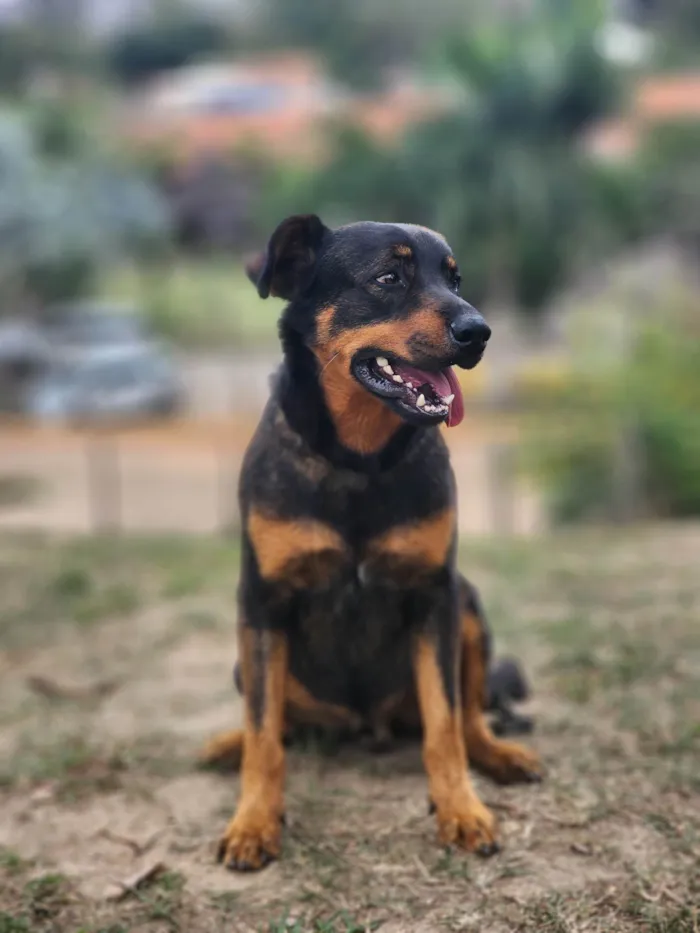 Cachorro ra a SRD-ViraLata idade 2 anos nome John
