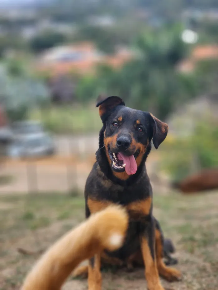 Cachorro ra a SRD-ViraLata idade 2 anos nome John