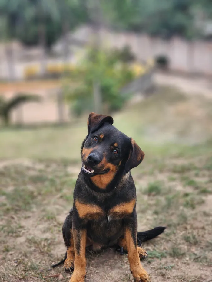 Cachorro ra a SRD-ViraLata idade 2 anos nome John