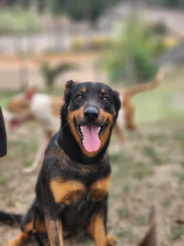 Cachorro ra a SRD-ViraLata idade 2 anos nome John