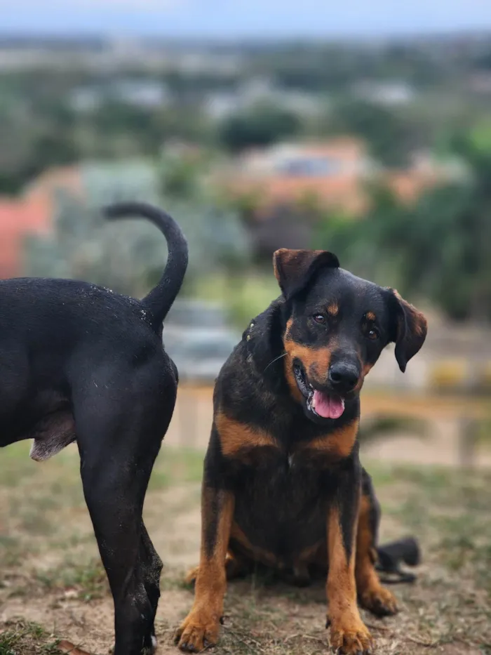 Cachorro ra a SRD-ViraLata idade 2 anos nome John