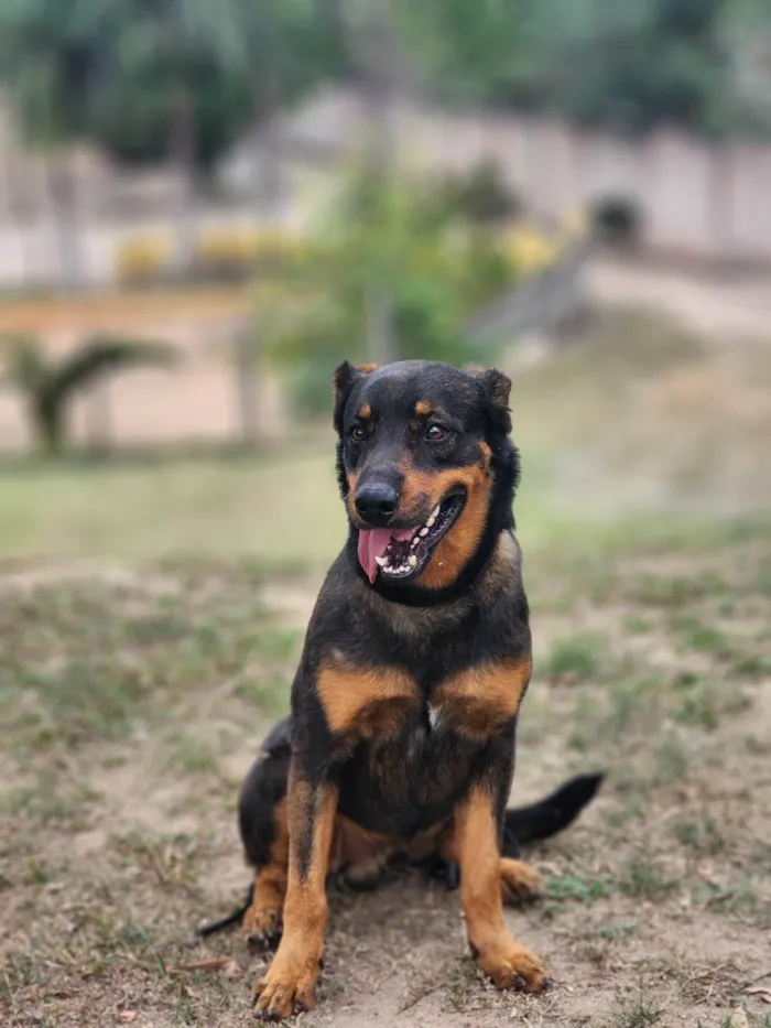 Cachorro ra a SRD-ViraLata idade 2 anos nome John
