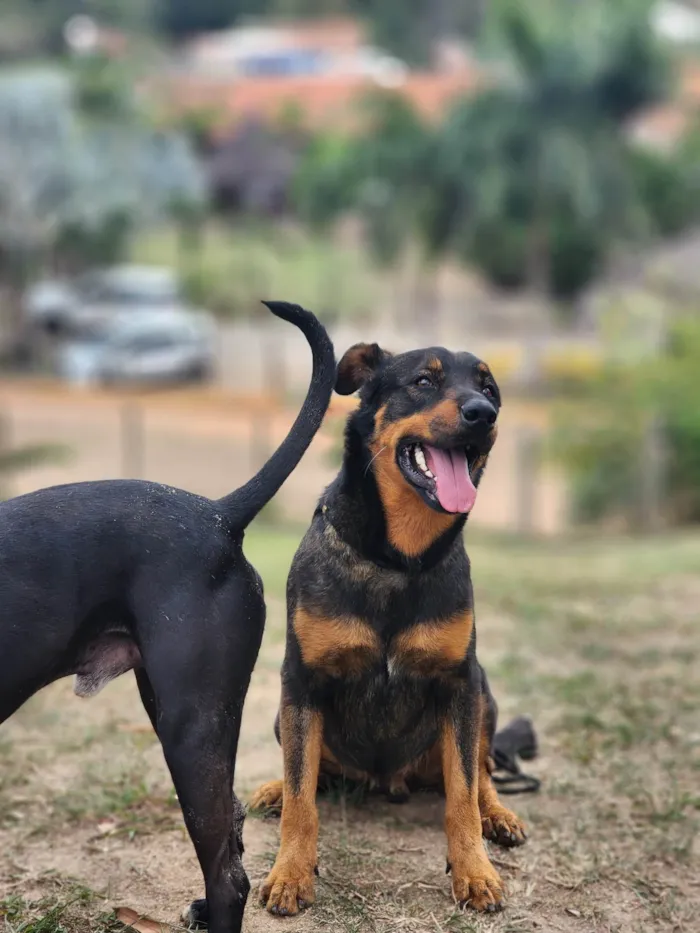Cachorro ra a SRD-ViraLata idade 2 anos nome John