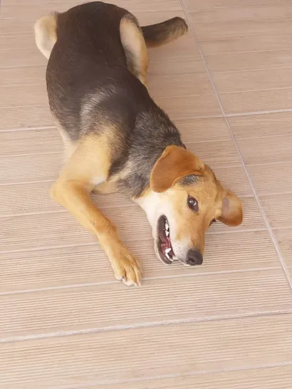Cachorro raça SRD-ViraLata idade 7 a 11 meses nome Spyke