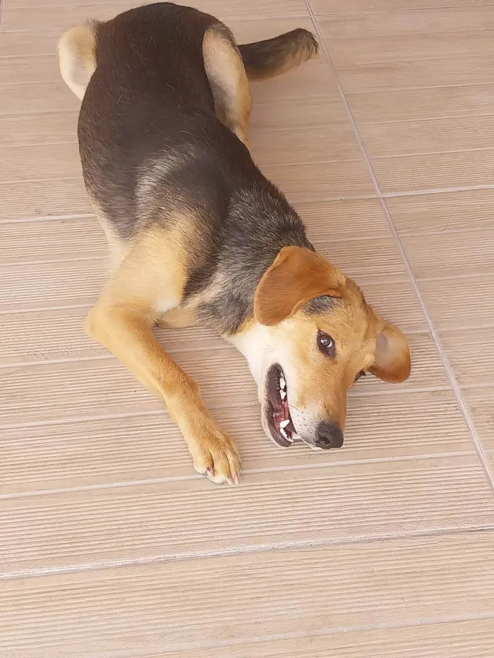 Cachorro ra a SRD-ViraLata idade 7 a 11 meses nome Spyke