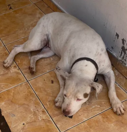 Cachorro raça Pit-Bull idade 5 anos nome Lua