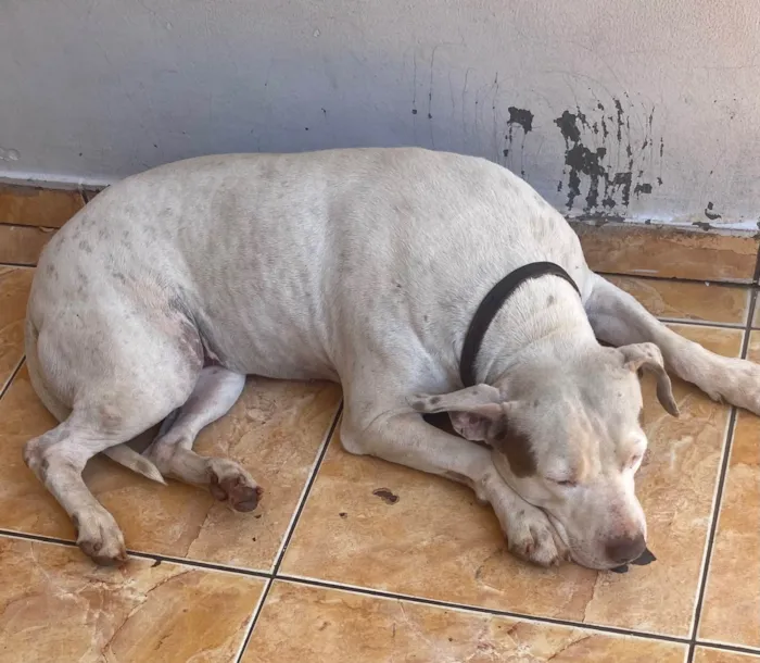Cachorro ra a Pit-Bull idade 5 anos nome Lua