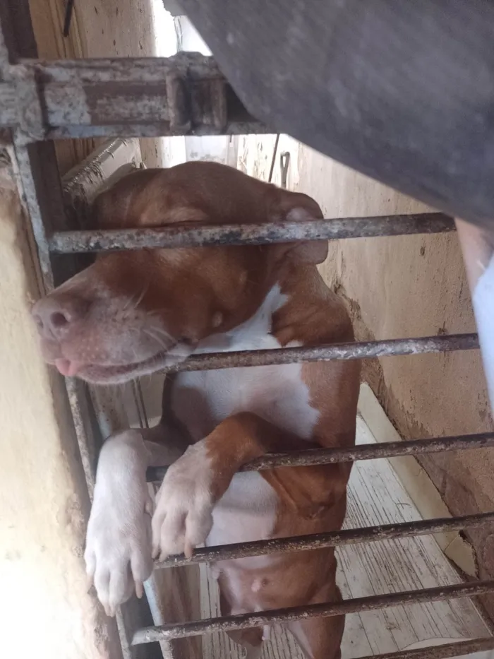 Cachorro ra a Pit-Bull idade 4 anos nome Alerquina 