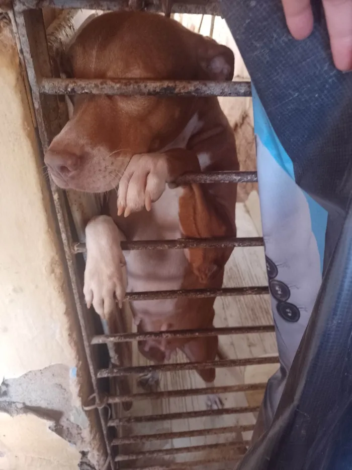 Cachorro ra a Pit-Bull idade 4 anos nome Alerquina 