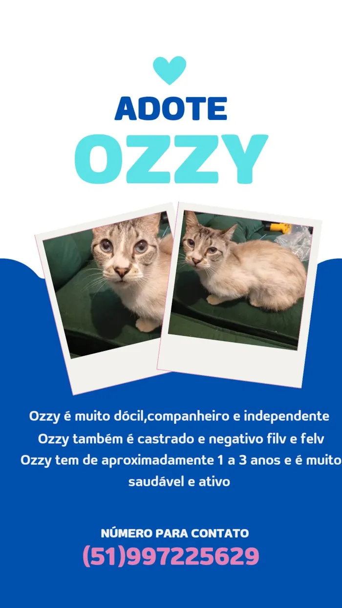 Gato ra a SRD-ViraLata idade 1 ano nome Ozzy