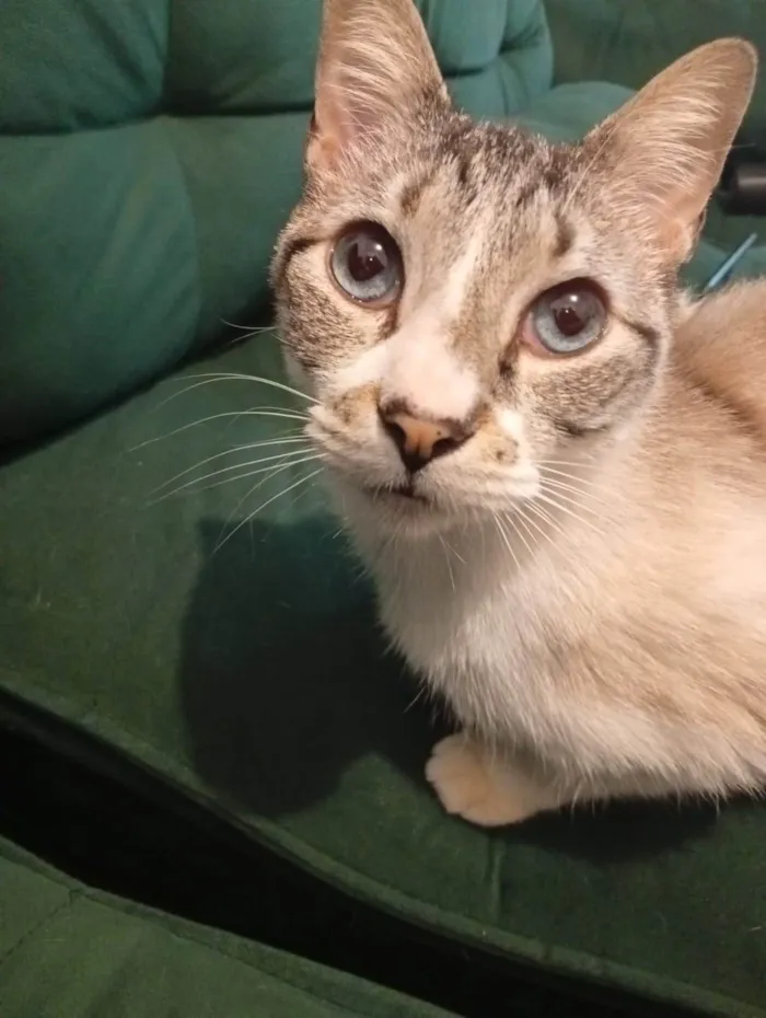 Gato ra a SRD-ViraLata idade 1 ano nome Ozzy
