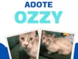 Ozzy