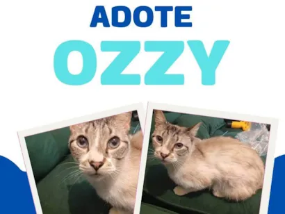 Gato raça SRD-ViraLata idade 1 ano nome Ozzy