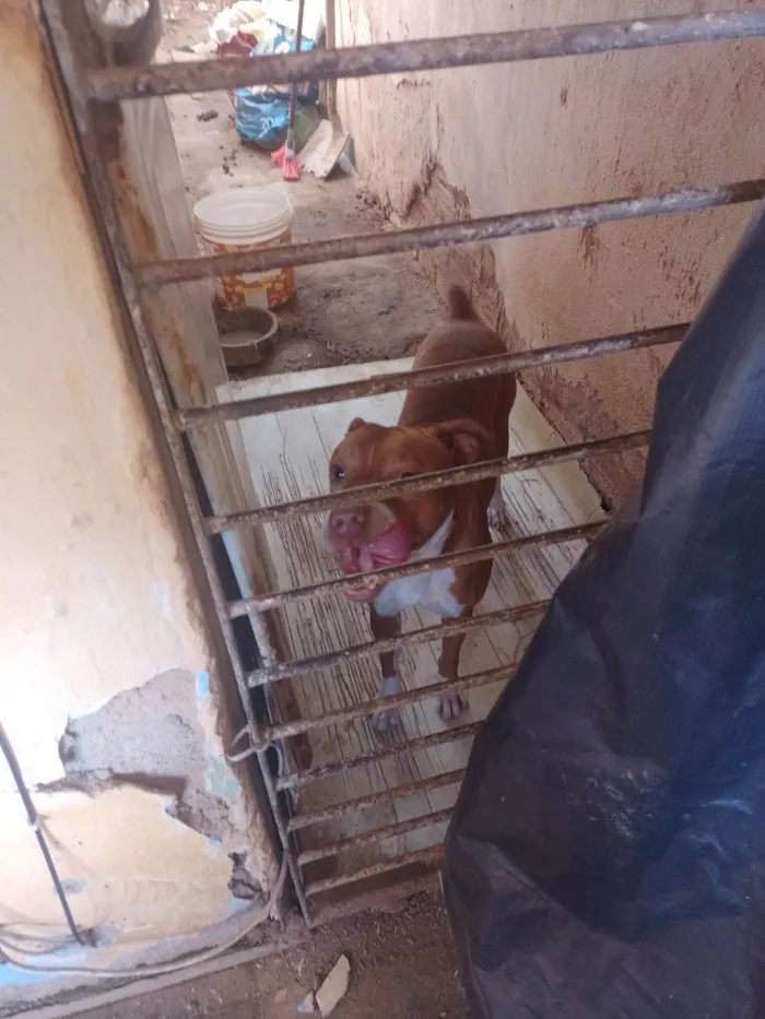 Cachorro ra a Pit-Bull idade 4 anos nome Alerquina 