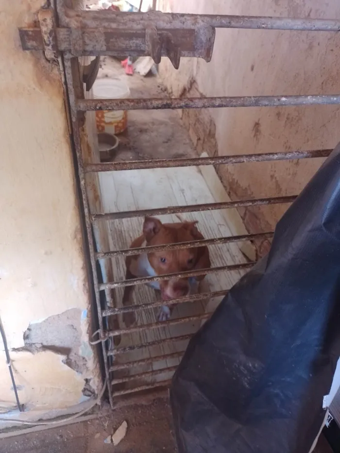 Cachorro ra a Pit-Bull idade 4 anos nome Alerquina 