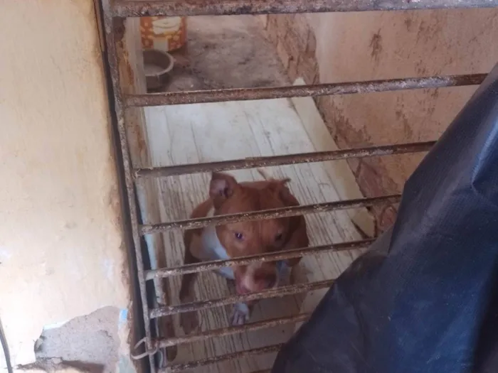Cachorro ra a Pit-Bull idade 4 anos nome Alerquina 