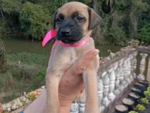 Cachorro raça SRD-ViraLata idade Abaixo de 2 meses nome sem nome