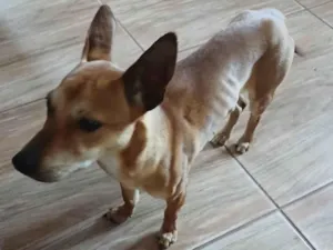 Cachorro raça Pinscher idade 2 a 6 meses nome Princesa