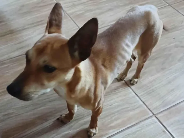 Cachorro ra a Pinscher idade 2 a 6 meses nome Princesa