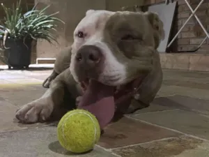 Cachorro raça Pit-Bull idade 2 a 6 meses nome Aslam