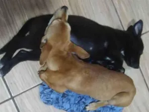 Cachorro raça Chow Chow idade 7 a 11 meses nome Belinha