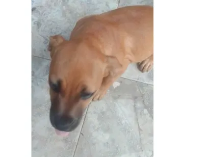 Cachorro raça Pit-Bull idade 2 a 6 meses nome sem nome