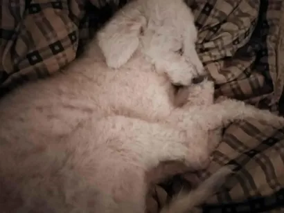 Cachorro raça Poodle idade 6 ou mais anos nome Lua 