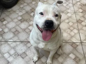 Cachorro raça Pit-Bull idade 3 anos nome Dester